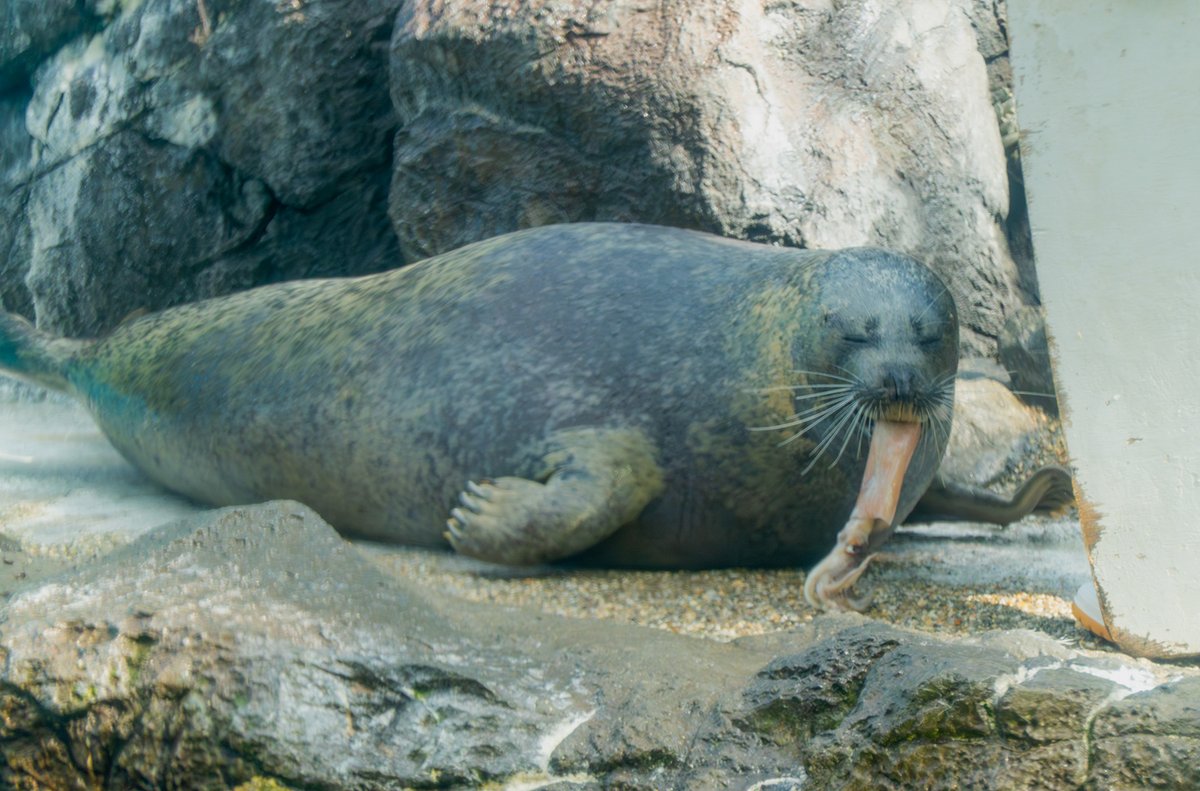 大阪・海遊館 tweet media