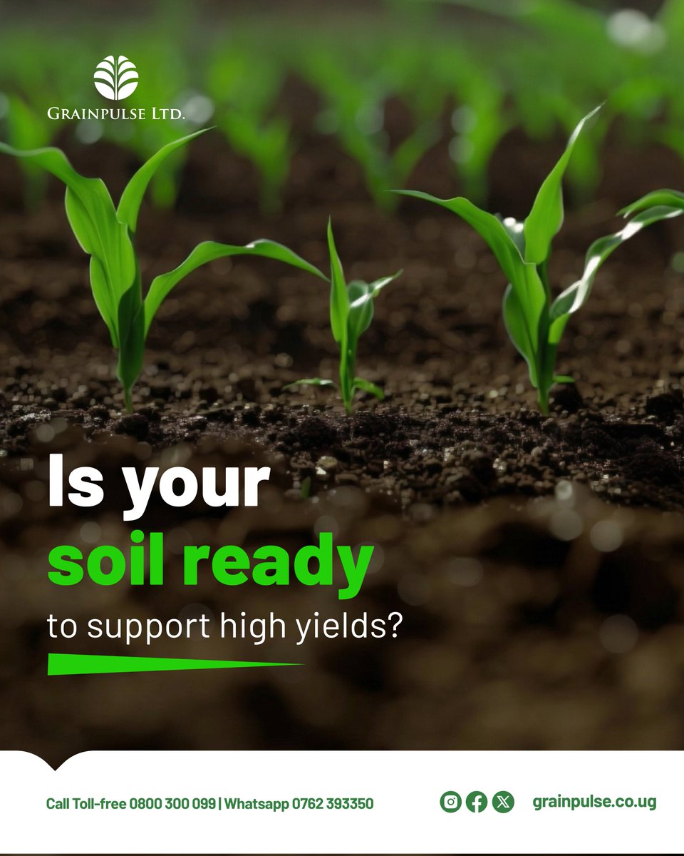 GrainpulseUG's tweet photo. Before you plant maize, ask yourself:🌽

Is your soil ready to support high yields?

Early nutrition determines:
• Root strength
• Uniform crop establishment
• Final harvest potential

Grainpulse Maize NPK 20:20:18 supports early vigor and balanced growth.

Prepare right. Harvest better.
#Grainpulse #MaizeFertilizer