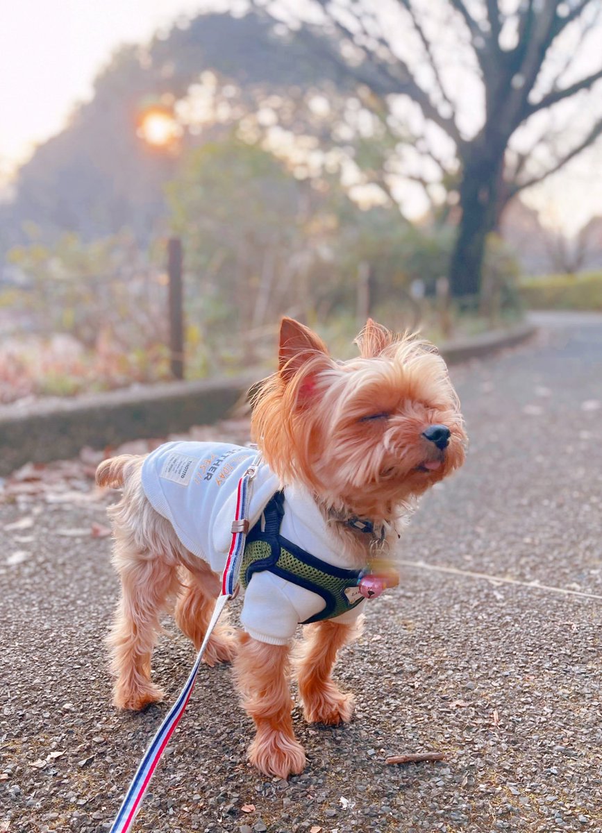 犬山イヌ代 tweet media