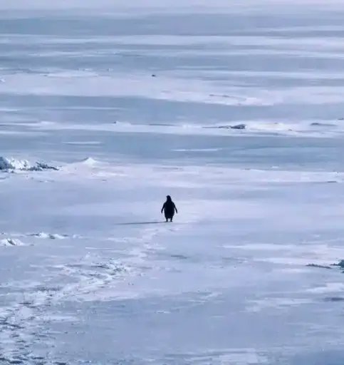 starqsdevv tweet media