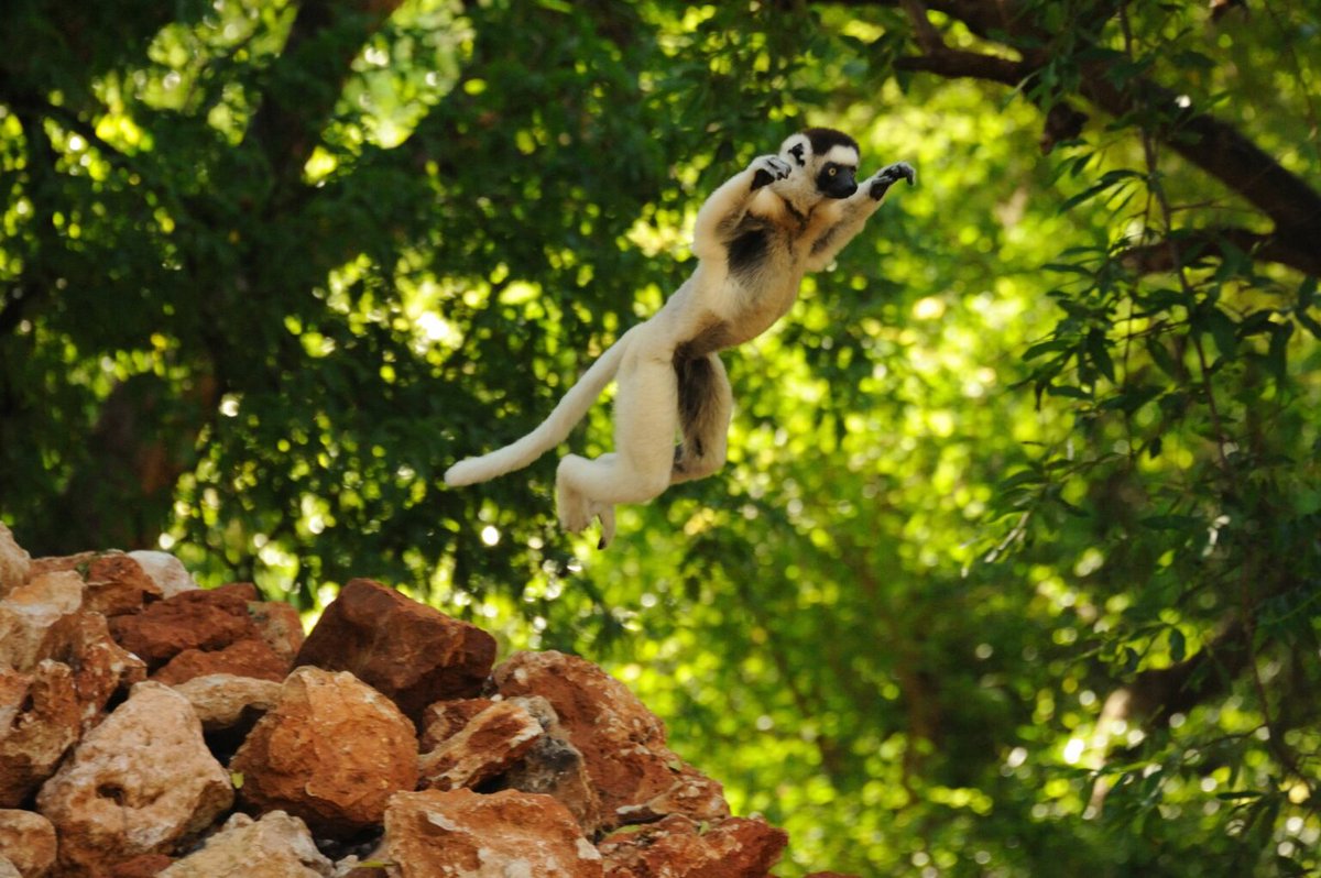 IUCN Save Our Species tweet media