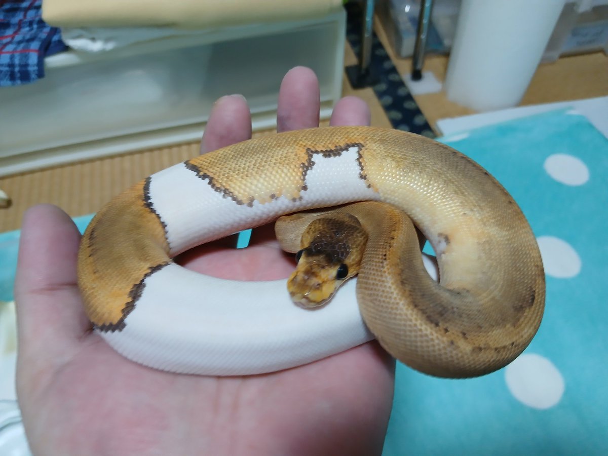 まーた@バナナの家(バナナの家の旦那です) tweet media