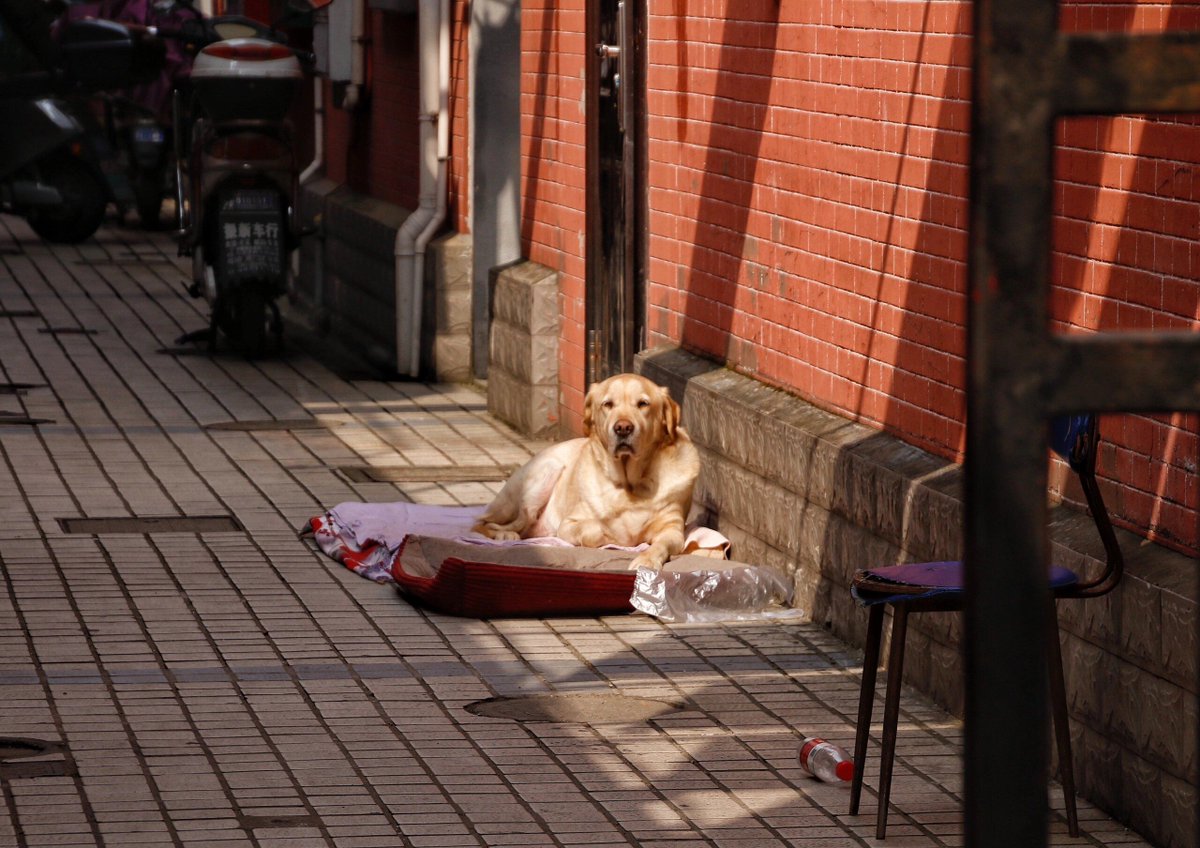 howell_kar71913's tweet image. When your intern asks “Who’s the ‘OG’ in the team” and the office dog trots over like it owns the place  #WorkHumans #OfficeOG