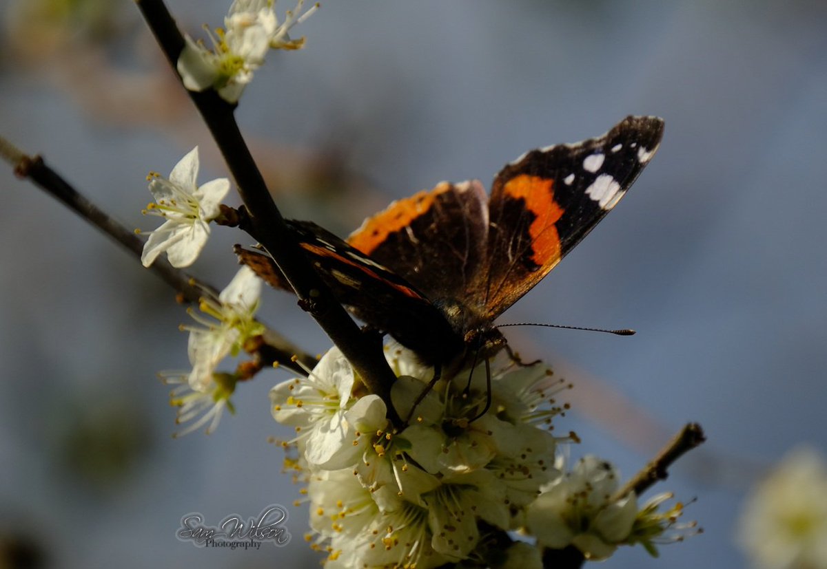 SamWlandscapes's tweet image. Red admiral at Arne #butterflies #InsectThursday