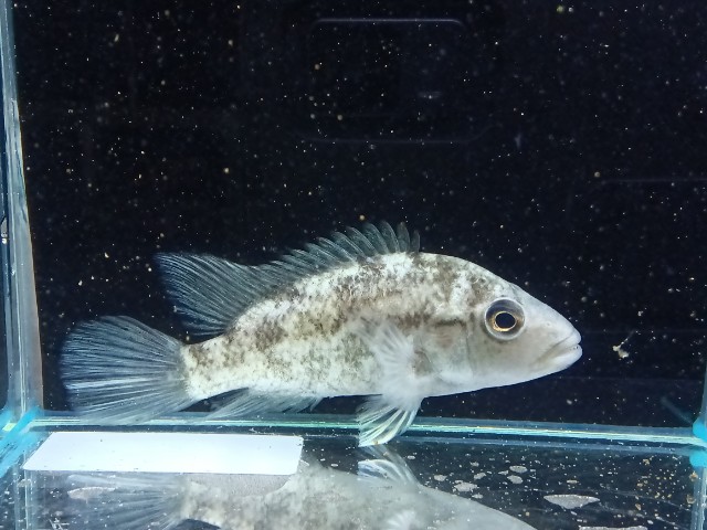 熱帯魚入荷　良個体集まってます。