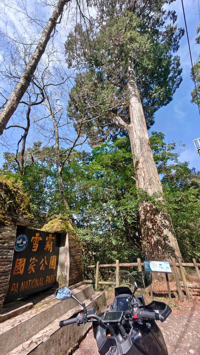 domo0244's tweet photo. 20260307  觀霧霧社櫻王&amp;后 https://t.co/4vrC5mEPo3
