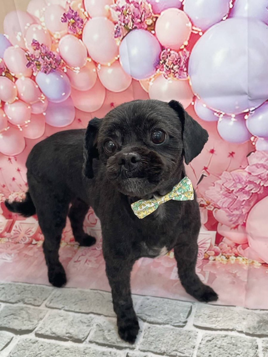 ™︎我流〆まこちゃん🐖 tweet media