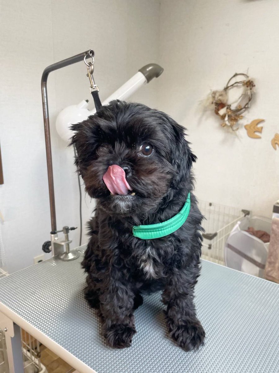 ™︎我流〆まこちゃん🐖 tweet media