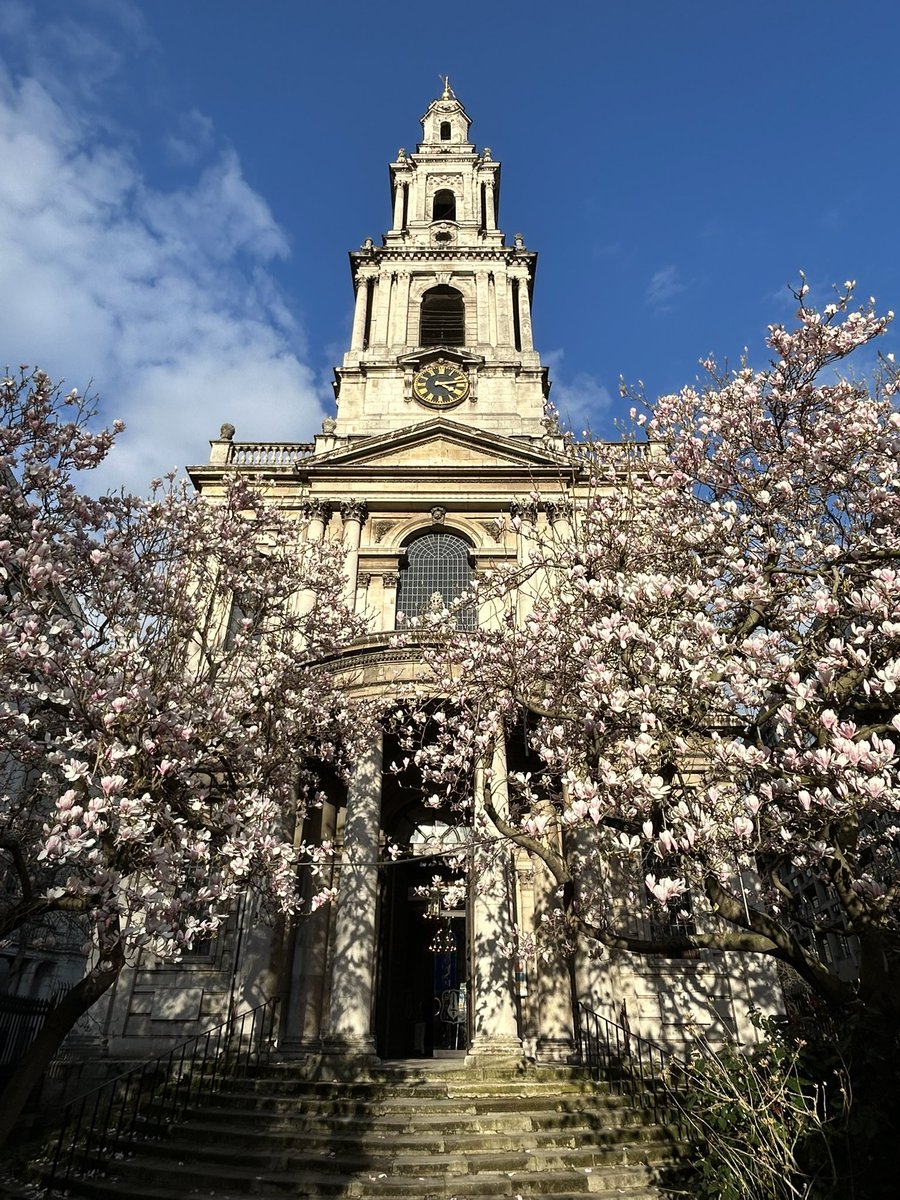 ArchdeaconLuke's tweet photo. Visit yesterday to @StMaryleStrand for an update on the marvellous Jewel in the Strand restoration project & to see the #Magnolia #MagnoliaWatch https://t.co/3Jiq43WuPq