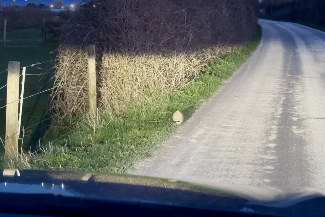 bigpatfinch's tweet photo. A gorgeous Grey Partridge on the track as I left Lynn Point at dusk yesterday - quickly took some footage in the headlights and then let it be #KingsLynn #Norfolk https://t.co/cL6LALzBmq