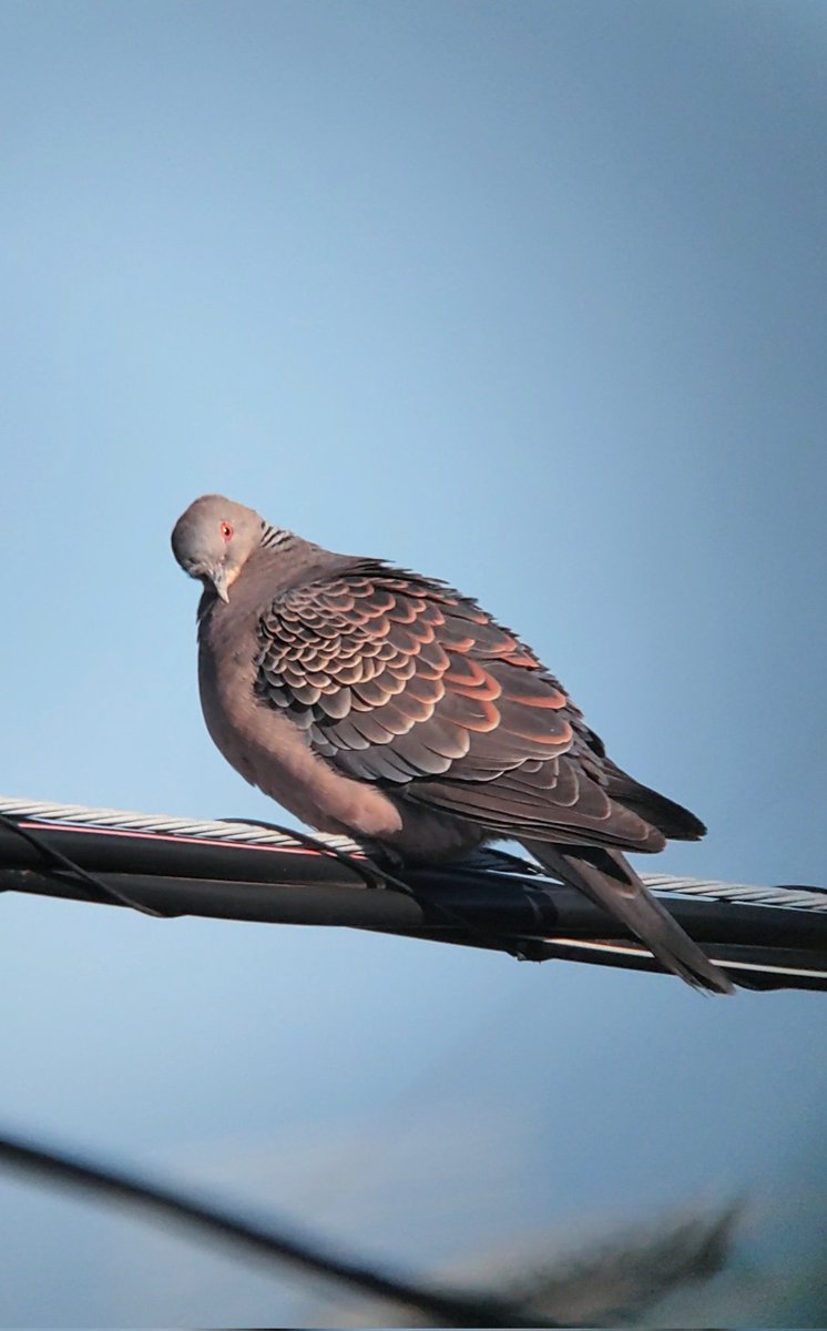 まんぐろーぶ tweet media