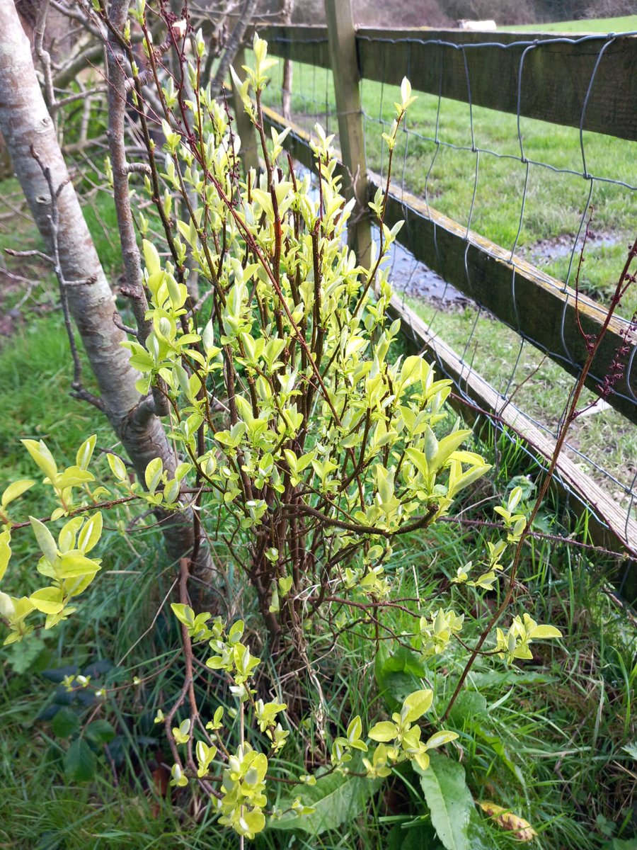 Garry Merrifield tweet media