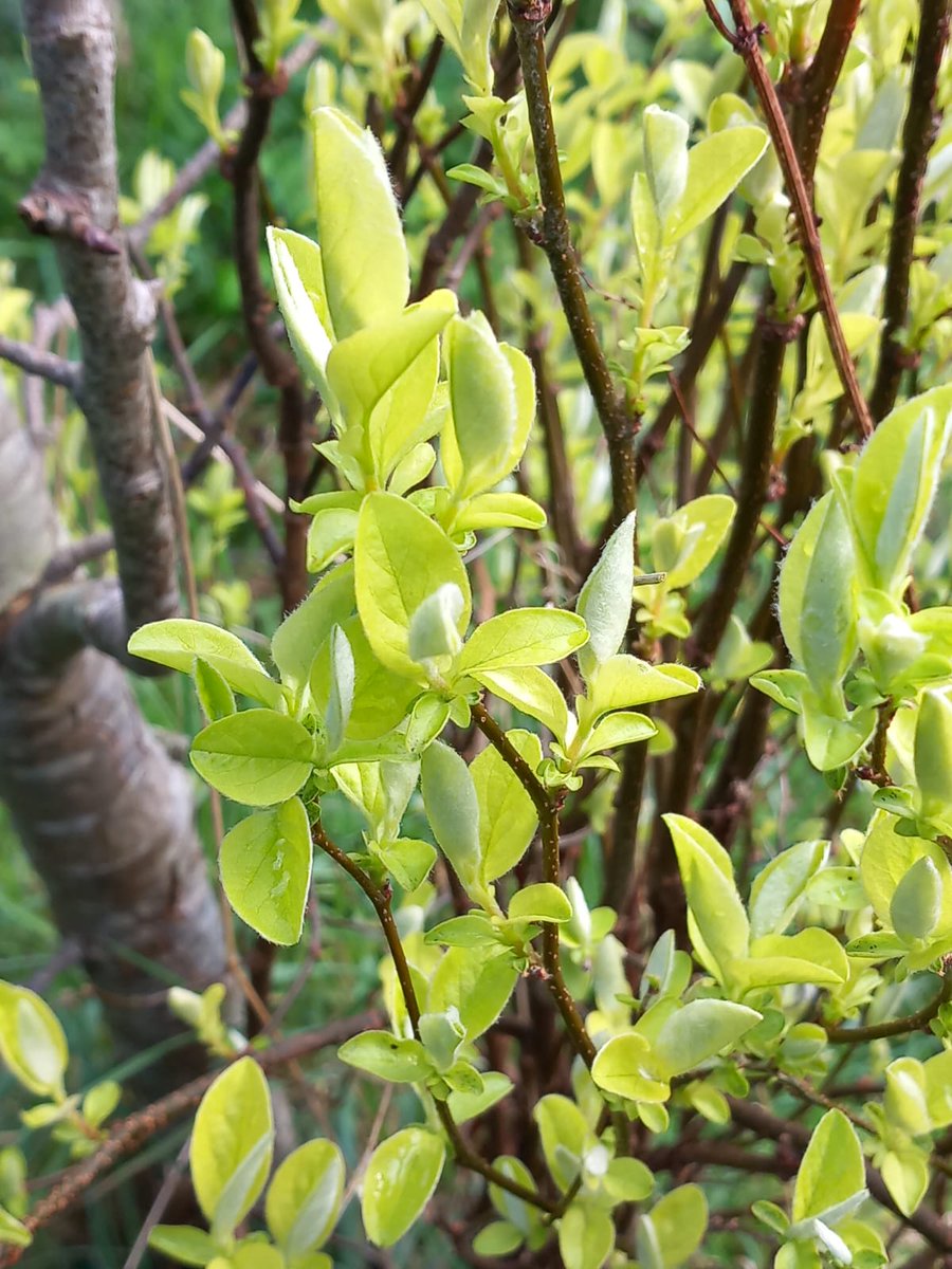 Garry Merrifield tweet media