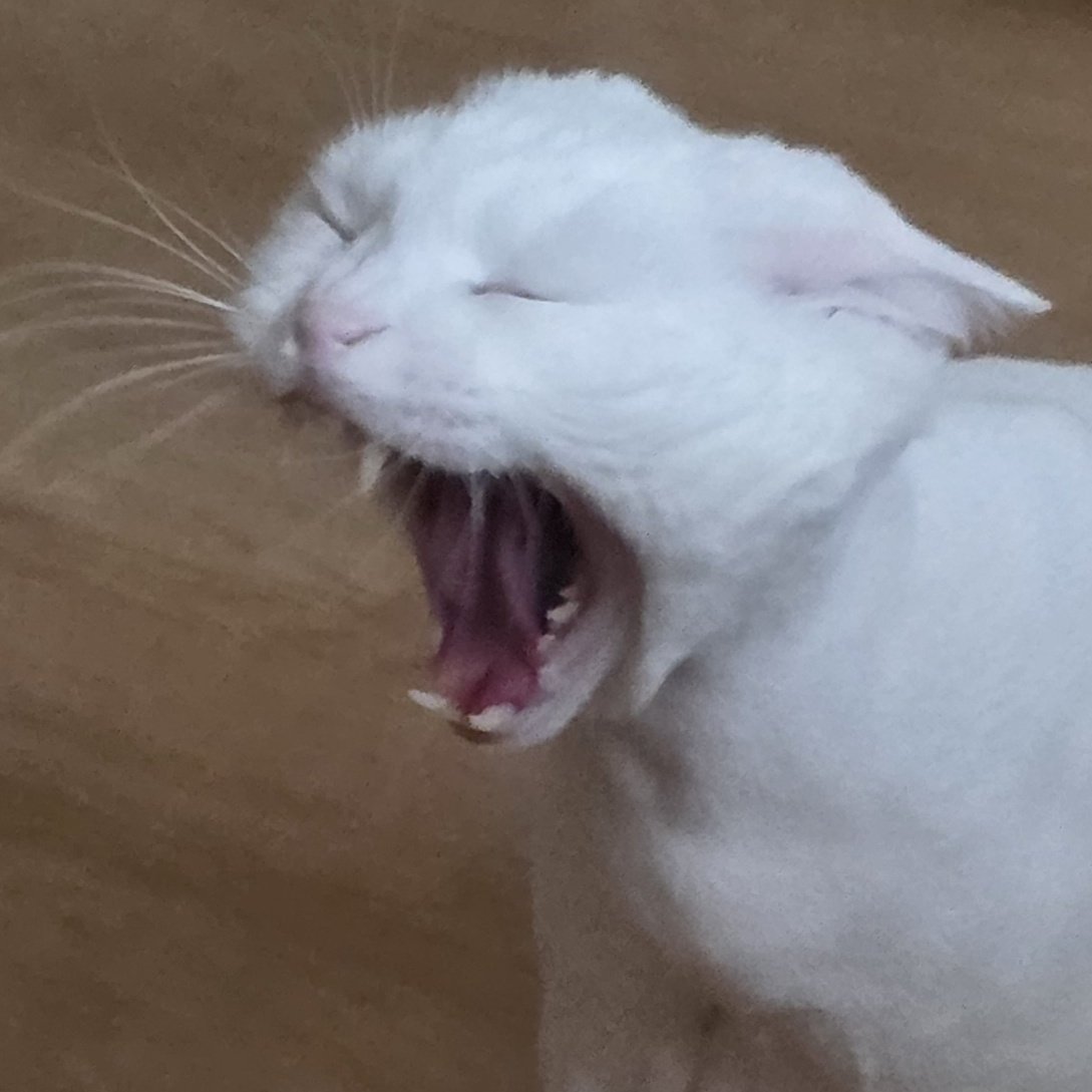 새우의 FF14 정보계 tweet media