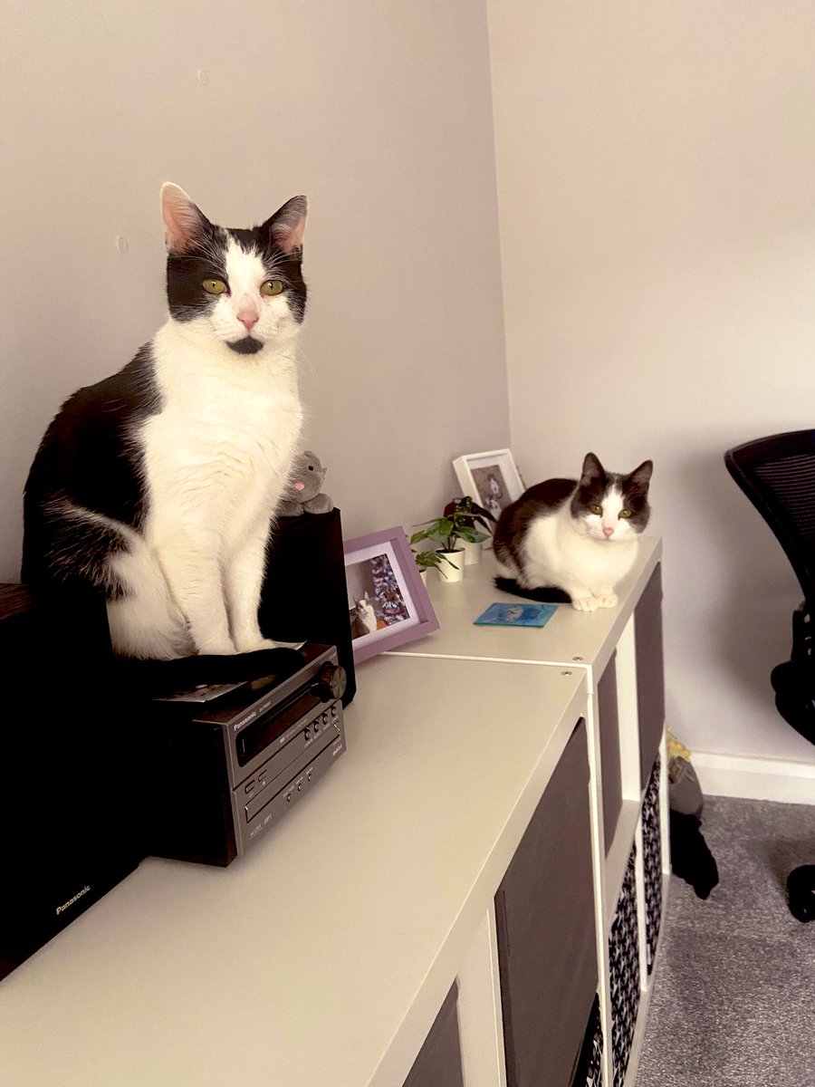 Freddie & Evie 🖤🩶🤍 tweet media