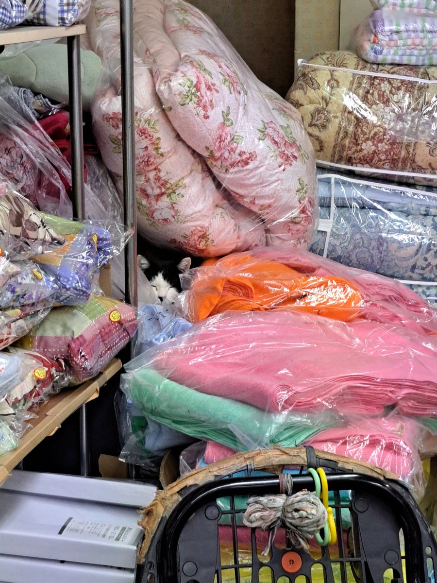 葉月麻矢 tweet media