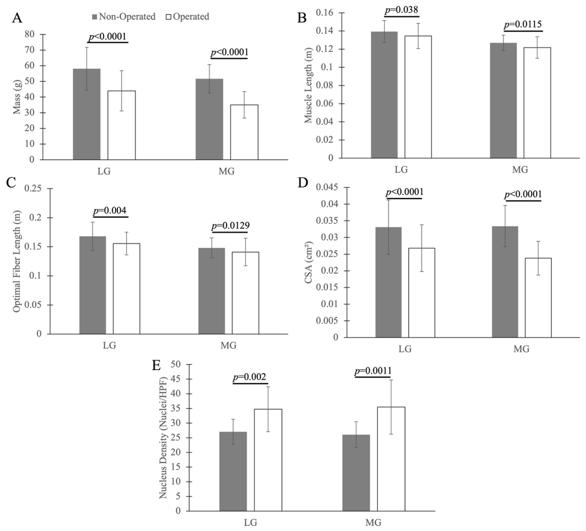 Muscles MDPI tweet media