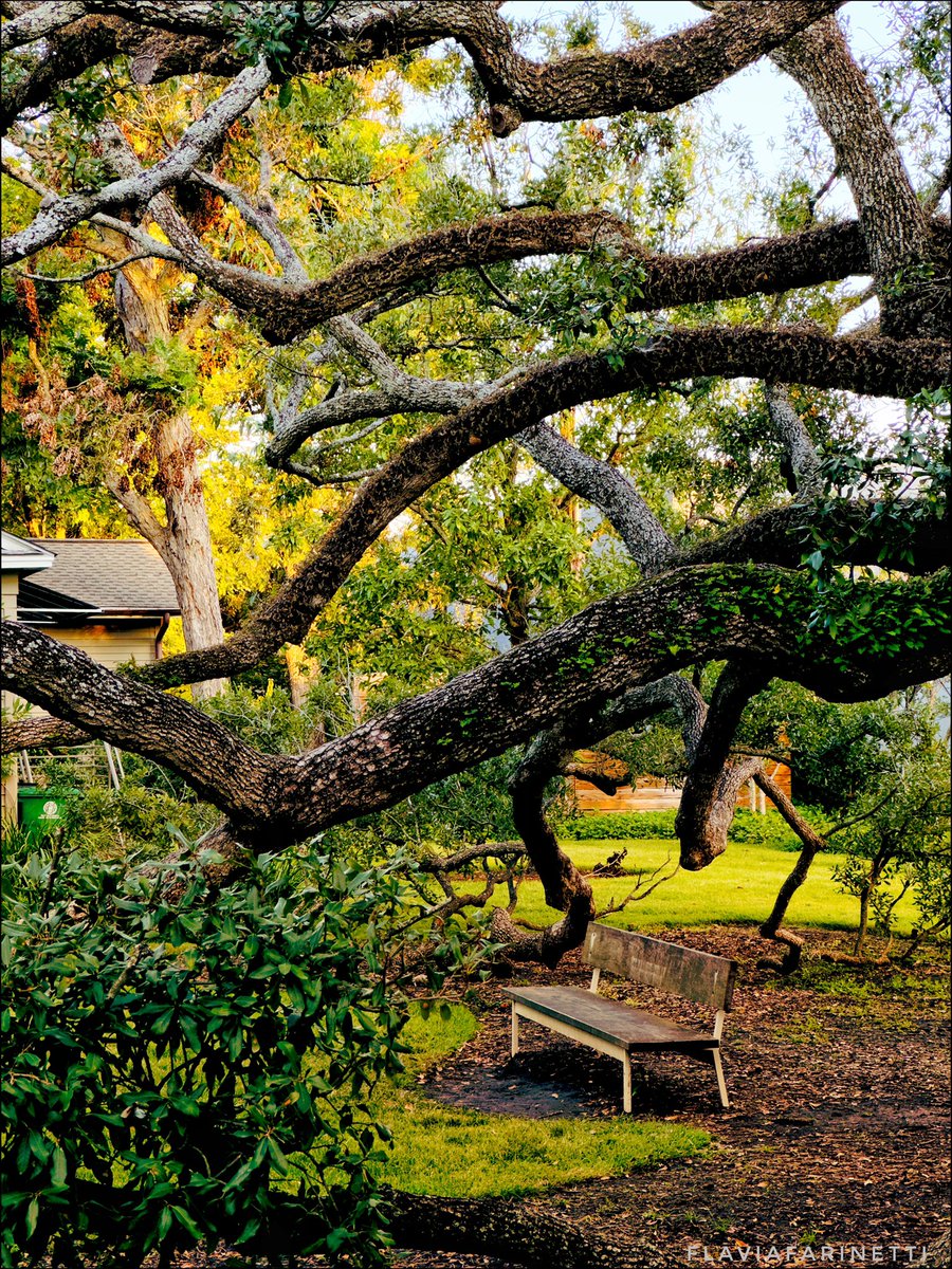 FlaviaF_1310's tweet photo. @DailyPicTheme2 Distorted by nature & time old oak tree branches #Menilpark #houston #texas #DailyPictureTheme #Dailypic #flavphoto #Thursday #tbt #parks https://t.co/kU7OvyqpVF