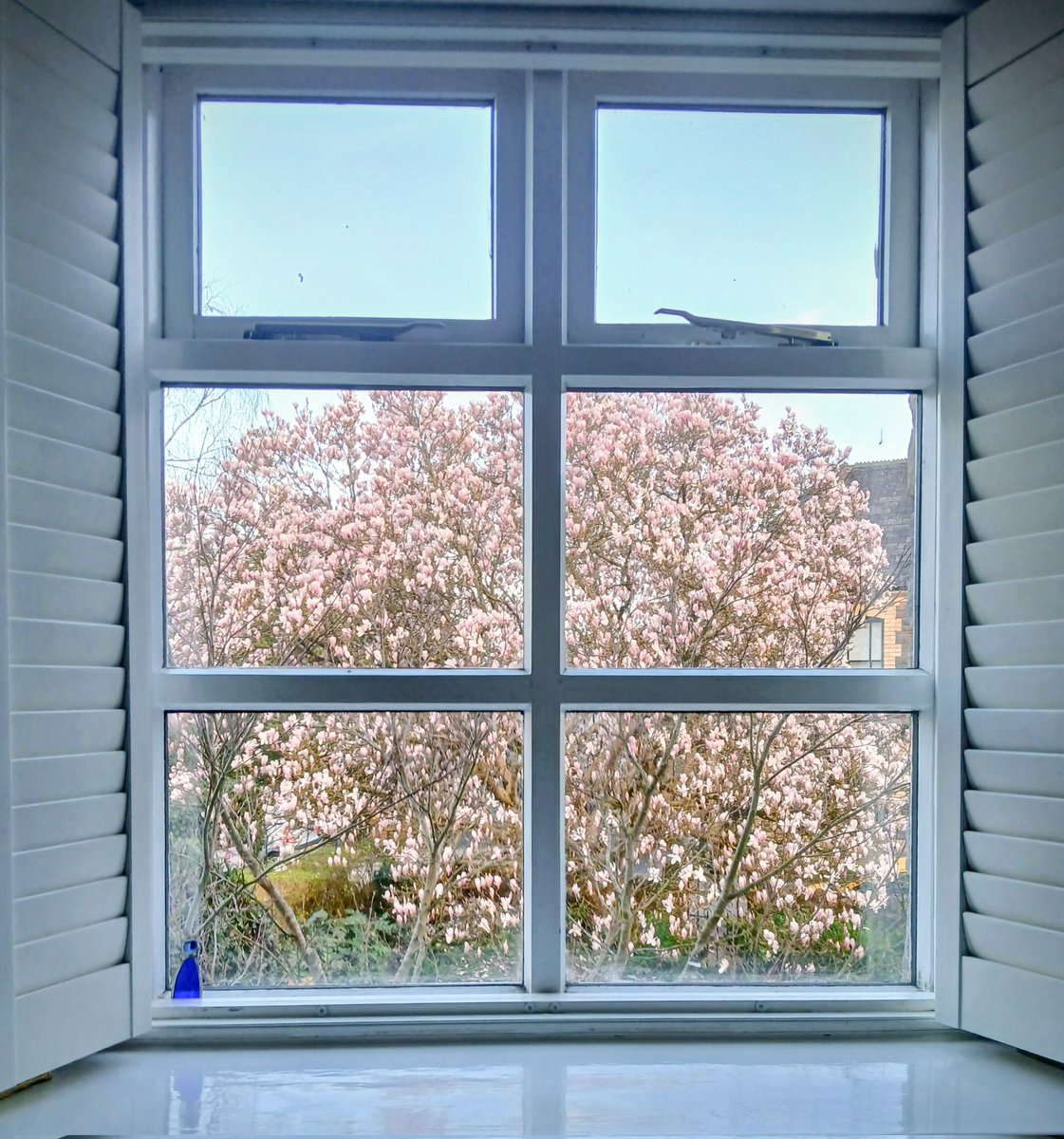 timhhartley's tweet photo. Today's room with a view.
❤️ #MagnoliaWeek 🌸 https://t.co/1HvhS7oDpL