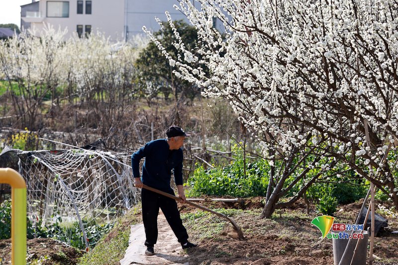 YouthChina's tweet photo. On March 11, 2026, in #Dongyang, #Zhejiang, #plum blossoms are in full bloom. The vast expanse of white blossoms resembles a blanket of snow from a distance, attracting many tourists and photography enthusiasts. #ChinaTravel #spring https://t.co/XcjcOzRZQT
