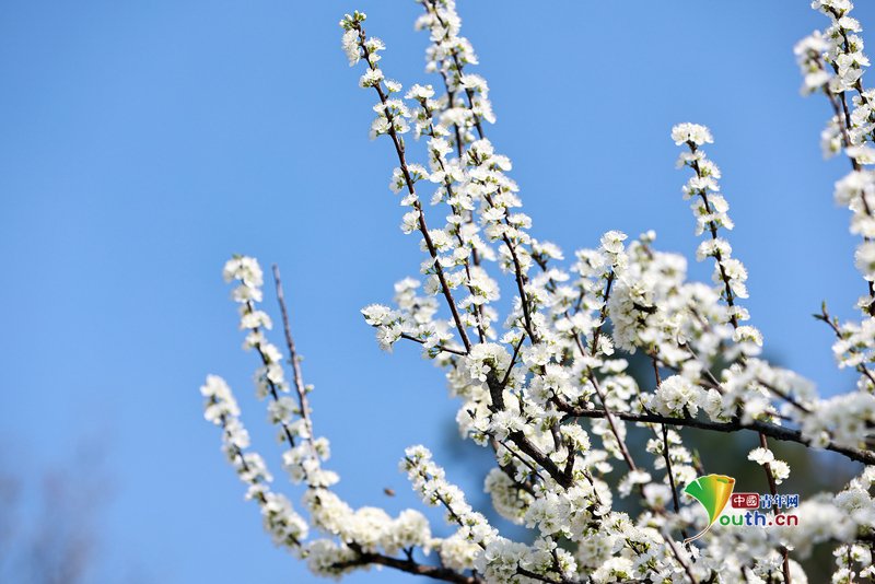 YouthChina's tweet photo. On March 11, 2026, in #Dongyang, #Zhejiang, #plum blossoms are in full bloom. The vast expanse of white blossoms resembles a blanket of snow from a distance, attracting many tourists and photography enthusiasts. #ChinaTravel #spring https://t.co/XcjcOzRZQT