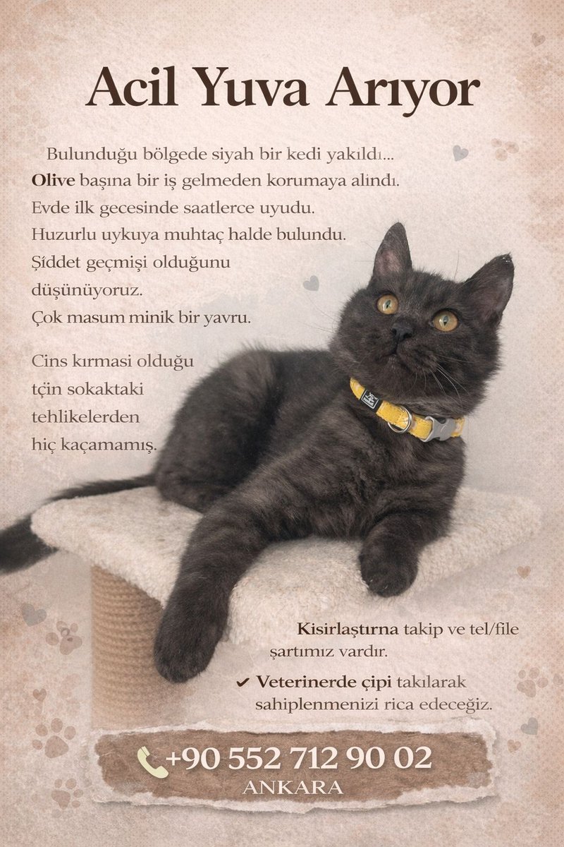 Catslovers44557's tweet photo. Kimse sormadı ve zamanı kısıtlı https://t.co/6Ktz9mPFud