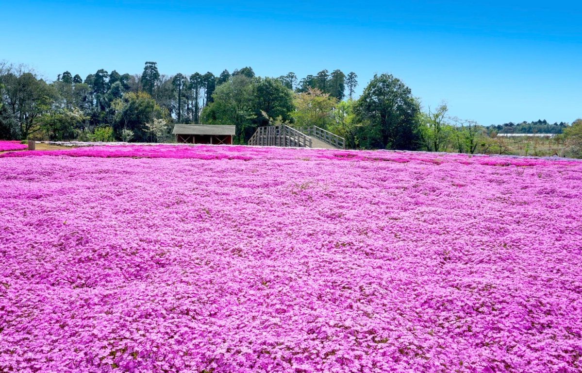 Durante décadas, Toshiyuki Kuroki y su esposa Yasuko Kuroki construyeron una vida sencilla en una granja lechera en Shintomi.

Se habían casado en 1956. Criaron a sus hijos, cuidaron unas sesenta vacas durante años y, cuando pensaban en el futuro, soñaban con algo muy simple: