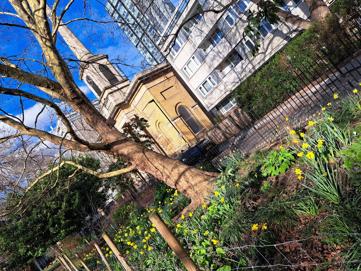 StLukesTrust's tweet image. Look at the beautiful daffodils coming up in our Men's Shed garden in Kings Square EC1. Spring is springing! 🌻🤩☀️ #southislington #community #greenspaces #urbangardening