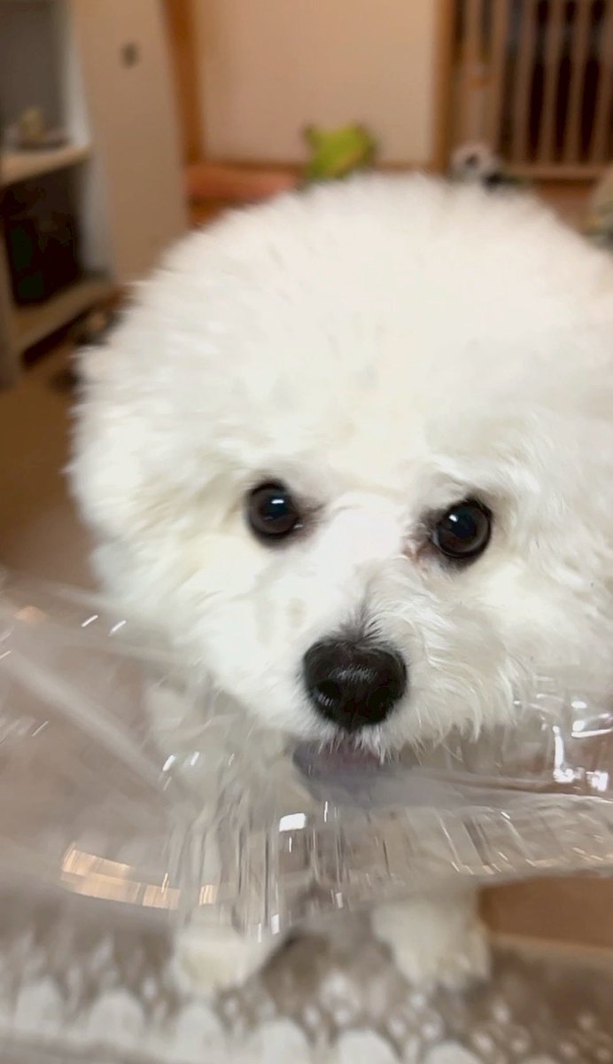whiteDOGchan's tweet photo. 何回投げてもペットボトル持ってきてくれる、もう大丈夫だよ https://t.co/CtsNn2UInd