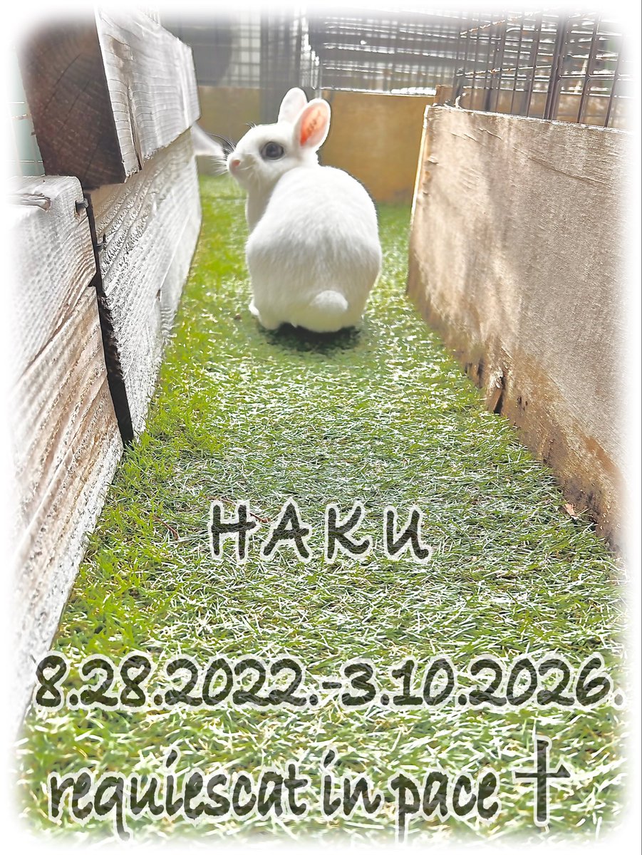 m_naruhiko's tweet photo. Haku🐇 振り向かなくても大丈夫
ずっとずっと見守ってるよ
そのままKoimo🐰兄ちゃんと
お友達がいっぱいのところに
行っていいよ 心配ないよ
みんながHaku🐇をまってるから
思いっきり遊んで楽しんでおいで… https://t.co/xNwcIXZA2a