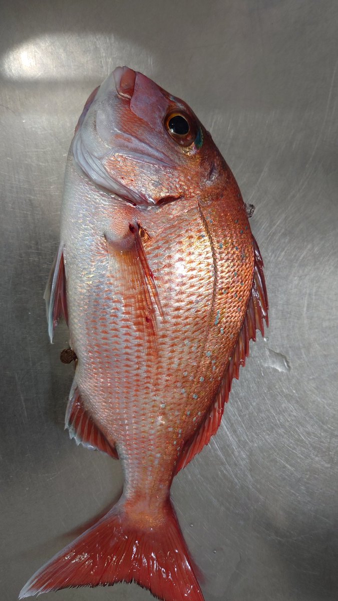 nontsuri's tweet photo. 久しぶりにタイラバ！

この魚は頂きました😢 https://t.co/gcXiNHKSeL