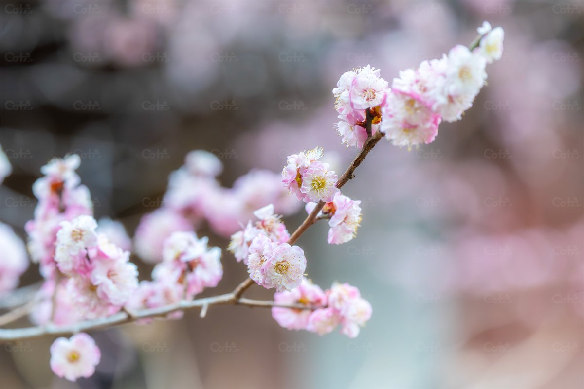 大切な日に思う、代わりのない関係――梅に帰る鳥は、ただ花のためだけじゃない。シジュウカラやメジロが梅を啄む。安心というステージを作る存在で居たい 
#訪問記録 

花の家に居ました。
cota.jp/now/67527 曇