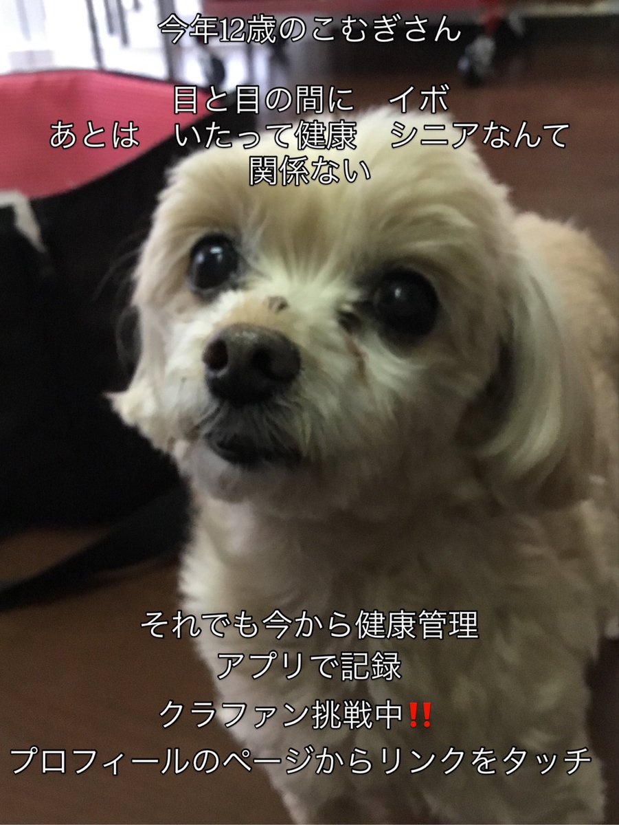 k3shory's tweet photo. 高齢犬、猫に明確な定義はないけどすっとやってくる様々な症状
知ってるだけでもok でも記録して健康管理するともっと安心❣️
アプリを作りたい　クラファン挑戦中　あと5日
#老犬 #秘密結社老犬倶楽部 #老猫 #クラファン #campfire https://t.co/jw6C1hxt3V