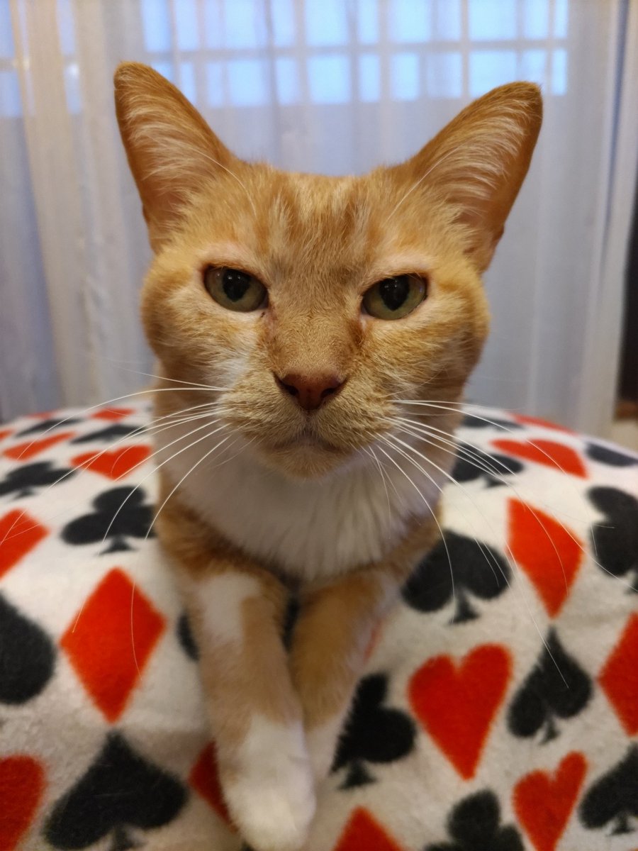 okaji26's tweet photo. ジッと見られてます💦

#猫のいる暮らし
#猫好きさんと繋がりたい
#茶トラ白
#老猫 https://t.co/dm3VvutMwi