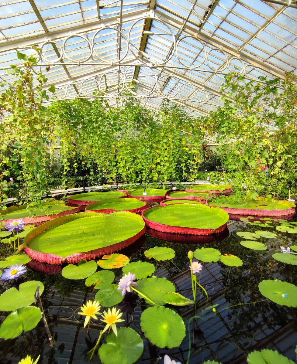 Tanks🇬🇧ロンドン tweet media