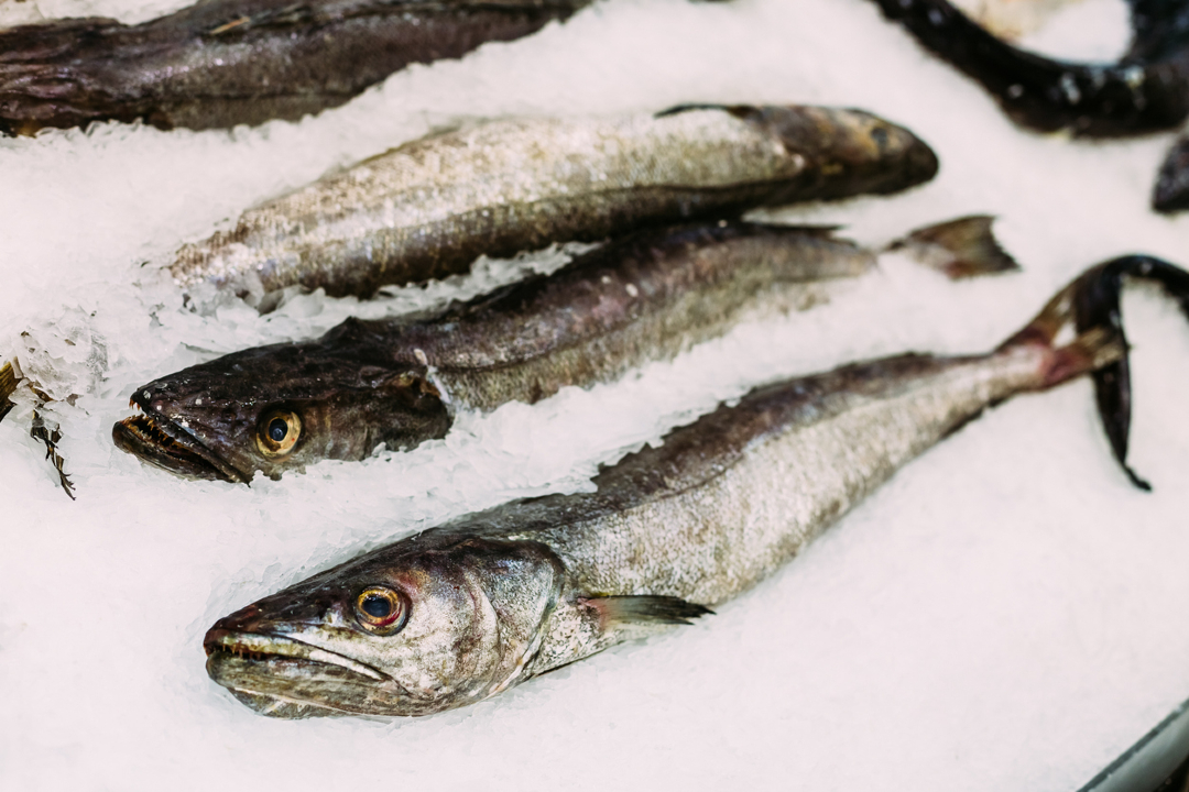 CSIC's tweet photo. 🐟La caída en la abundancia de stock de merluza europea ha afectado a los niveles de su diversidad genética 

🧬El estudio, liderado por el #CSIC , mostró una pérdida de diversidad genética de más del 90% con respecto a niveles históricos

➡️ https://t.co/i6dLafHfZb https://t.co/V5hx6k15IG