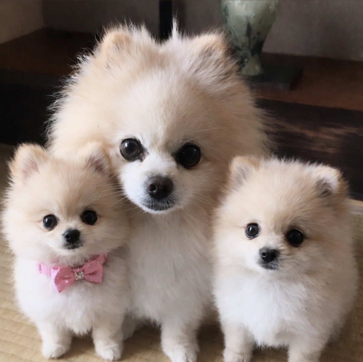 ☆うずまき日和 tweet media