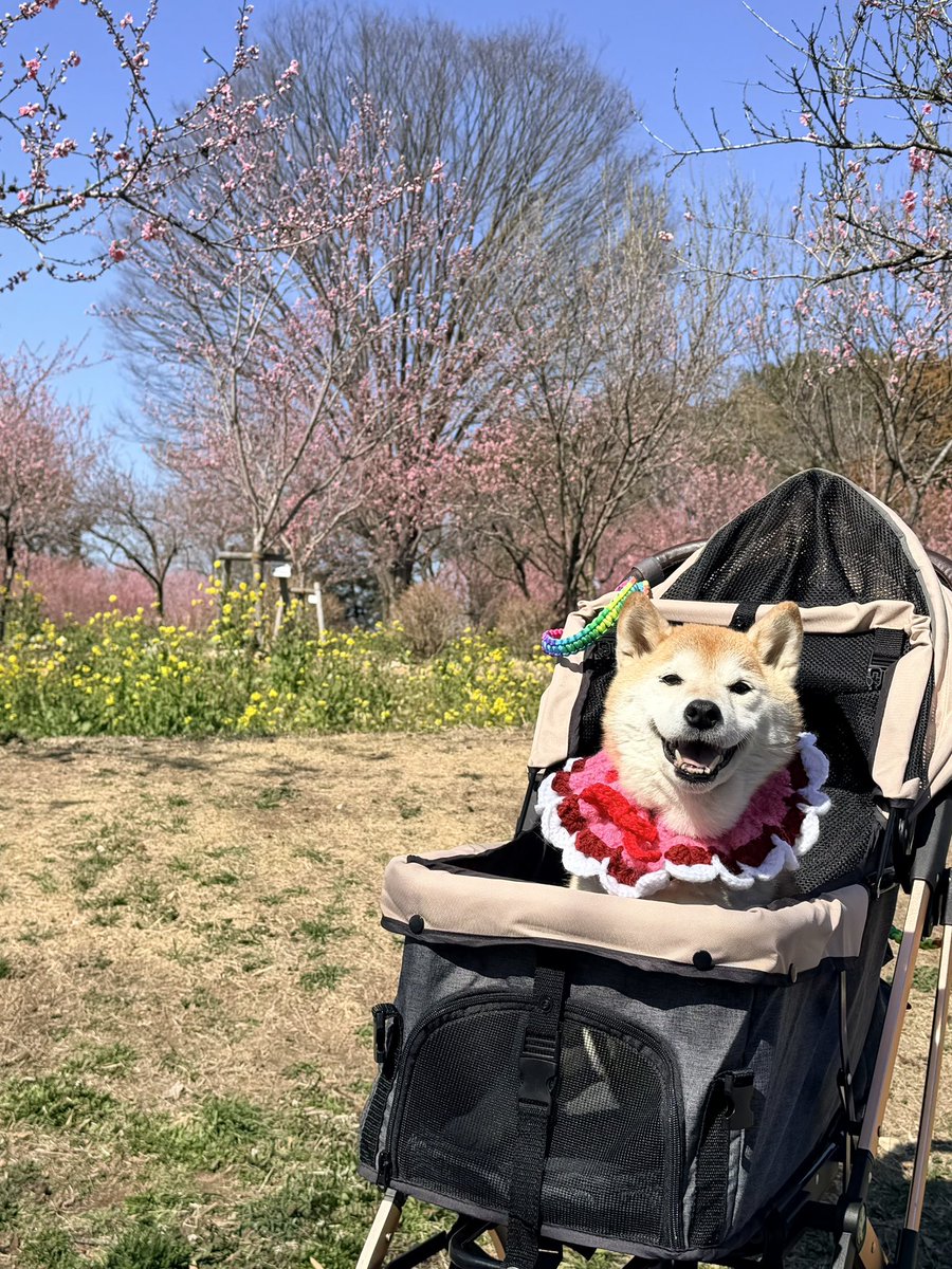天気が良かったので、 今週末から始まる桃まつりの前に、チラッと見