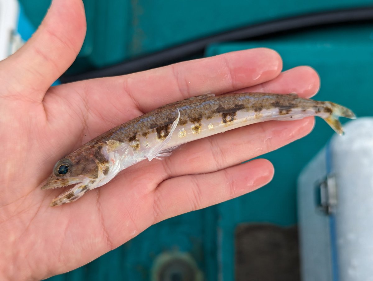 オリザ tweet media