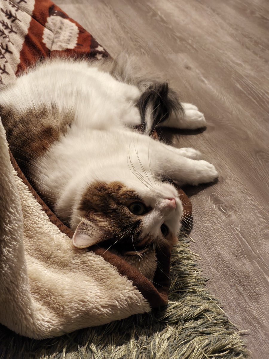 hamaguri_na's tweet photo. 最近のおきにポイント
 #ノルウェージャンフォレストキャット
 #猫好きさんと繋がりたい
 #猫のいる暮らし https://t.co/oB1NsMH00M