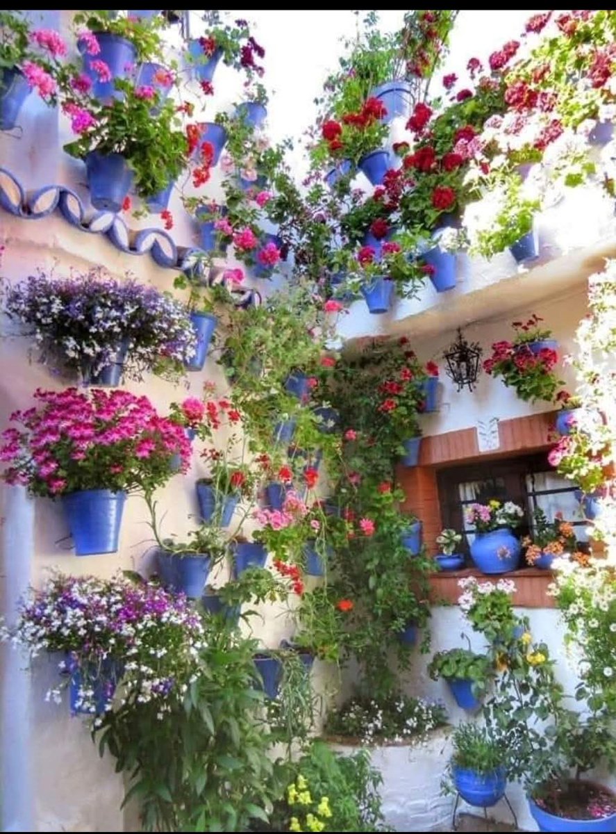 CorellaTej7982's tweet image. #cordoba #patio #foto #Andalucía #andalusia #flores
