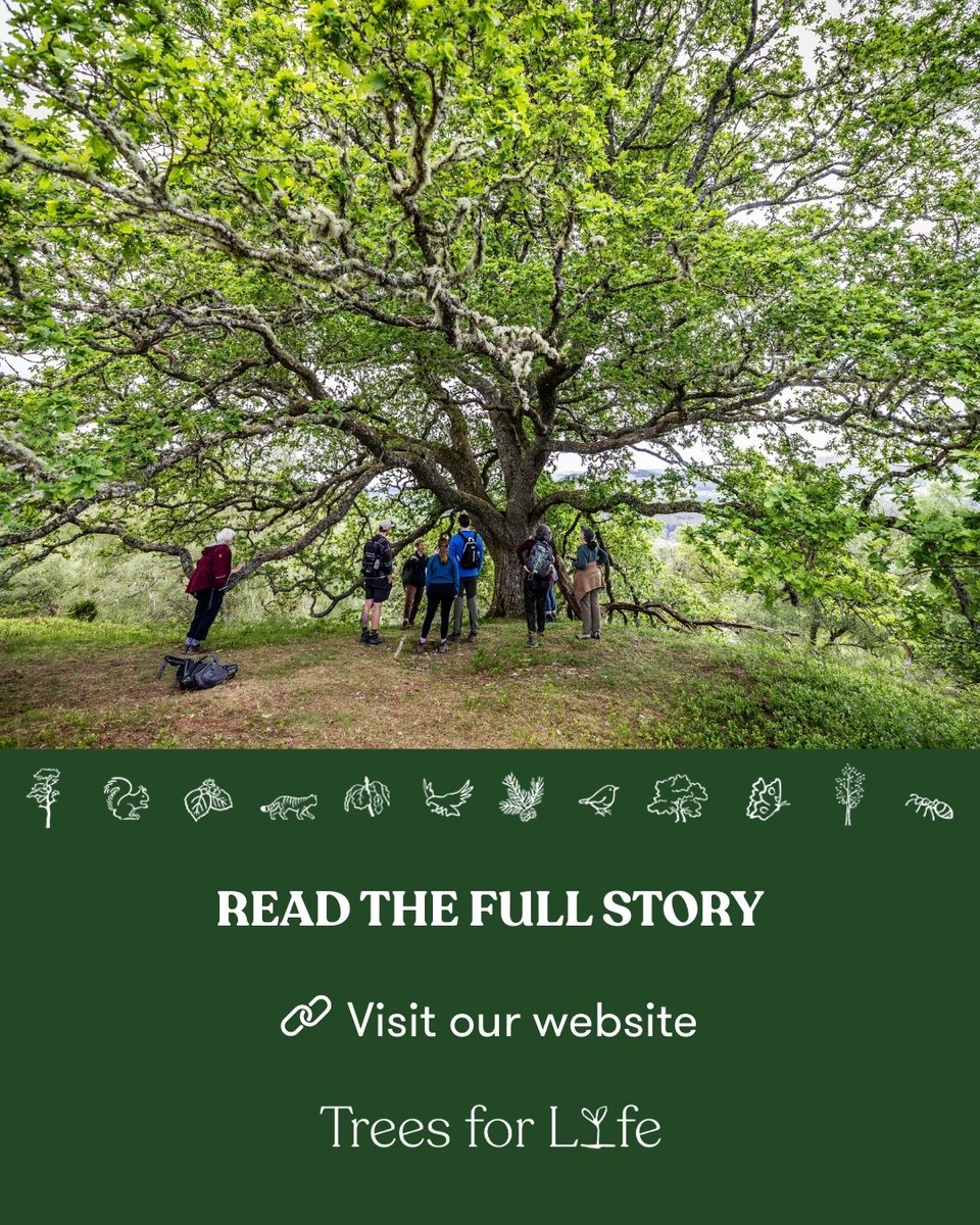 Trees for Life tweet media