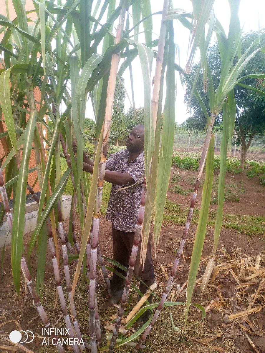 Kagwa A.Moses tweet media