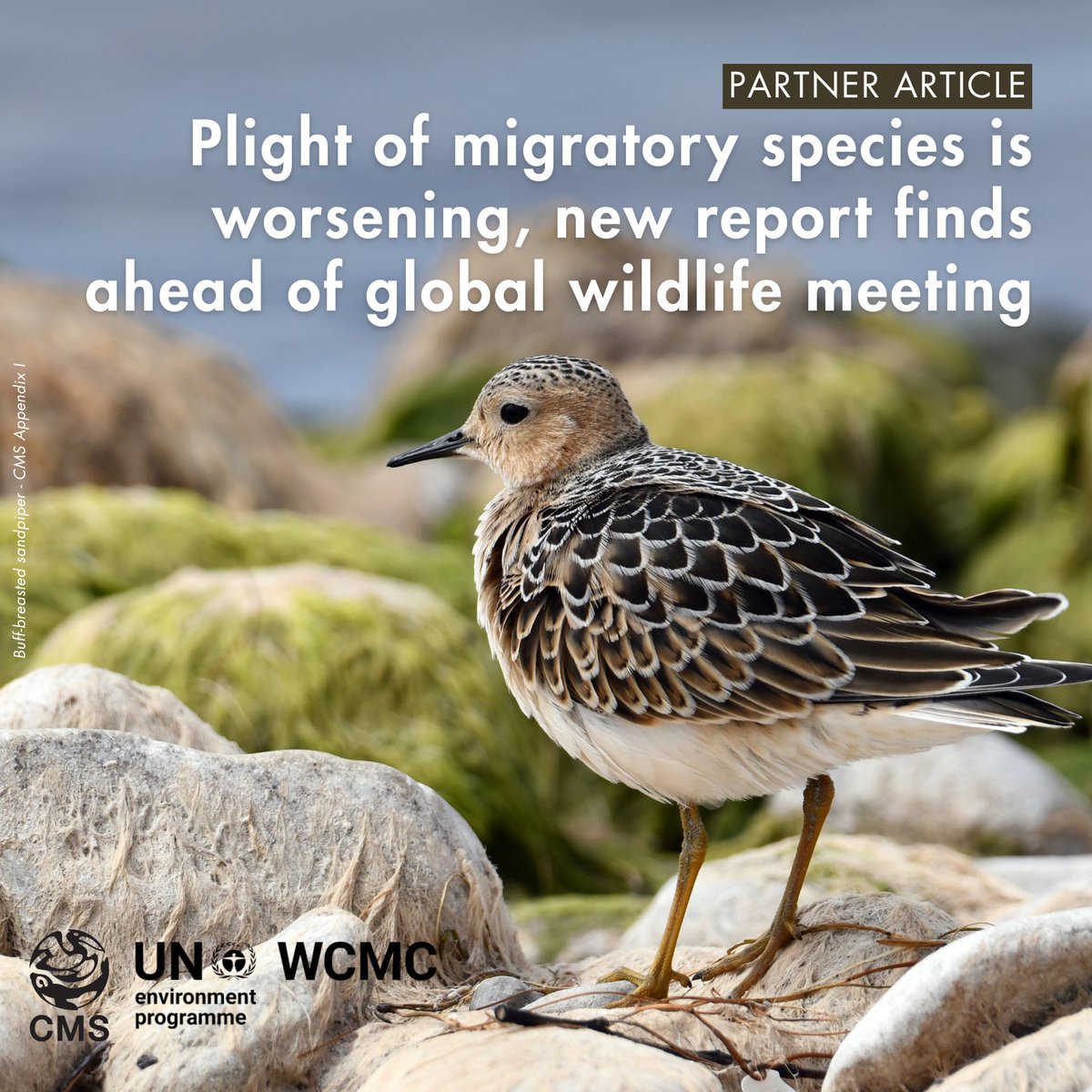 Convention on Migratory Species (CMS) tweet media
