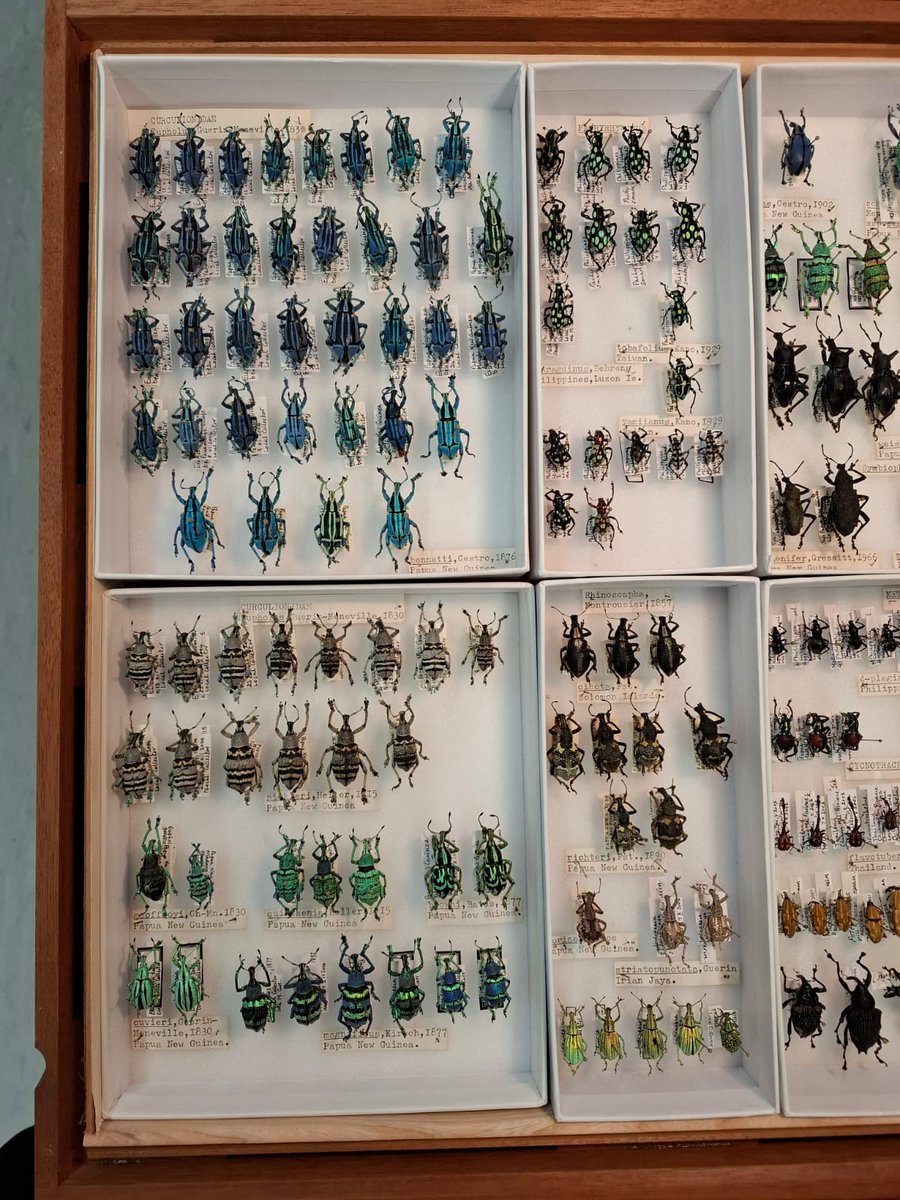 Natural History Museum tweet media