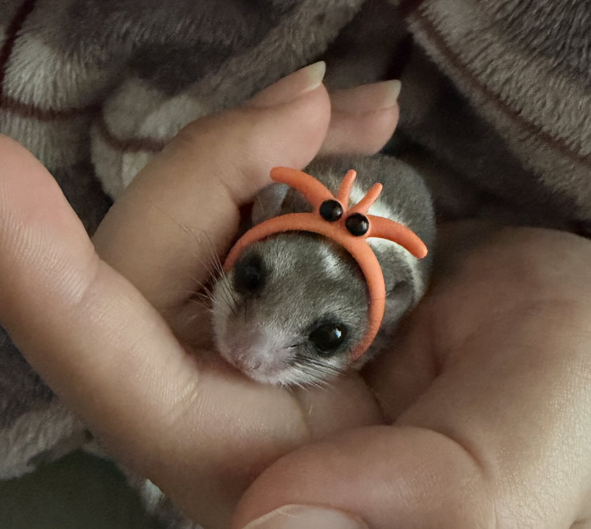 ezxxql's tweet photo. 우리 콩이도 소개합니다ㅋㅋ🐭 https://t.co/jRWlI8VpyF