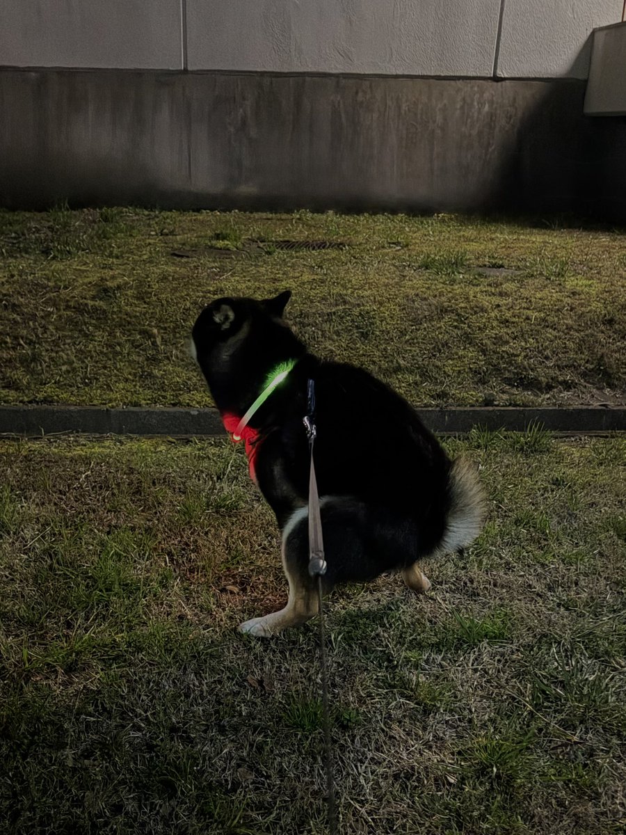 柴犬 大吉 tweet media