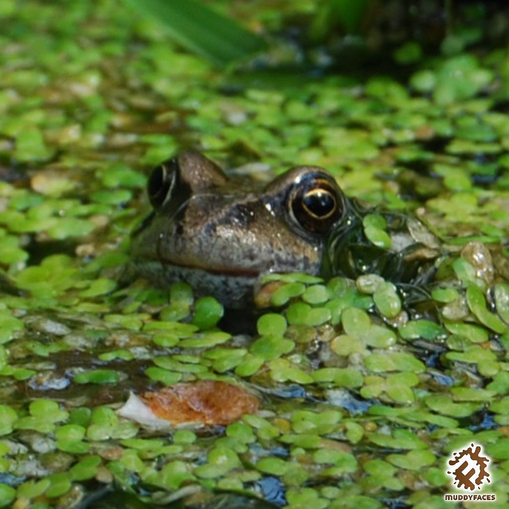 Muddy Faces tweet media