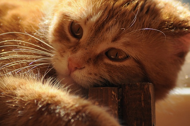 Jeff Azana tweet media