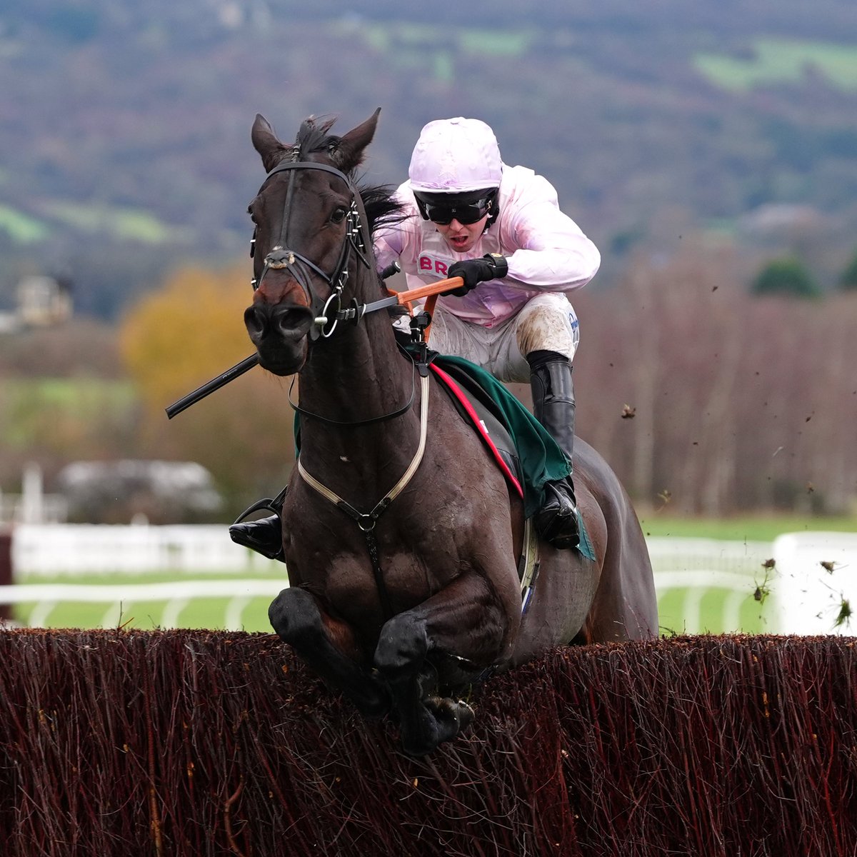 At The Races tweet media